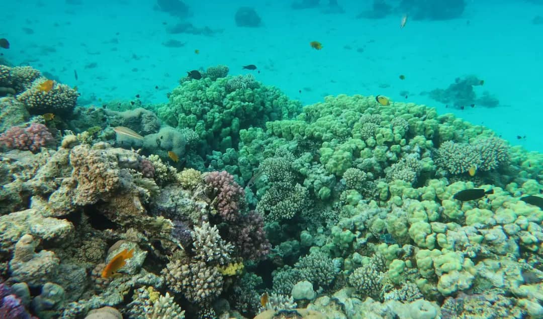 Arrecife de coral del mar Rojo en Ras Mohammed, Sharm el-Sheij