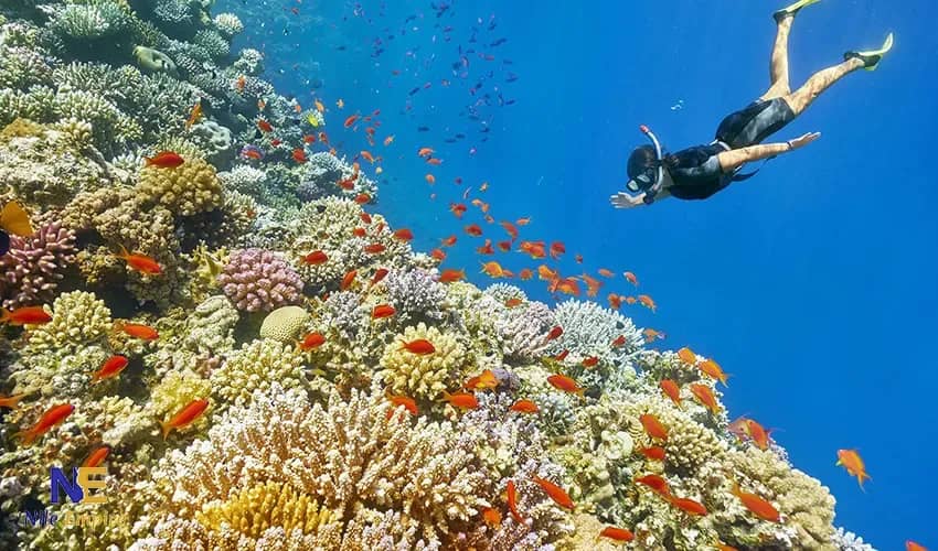Hamata Islands Snorkelling