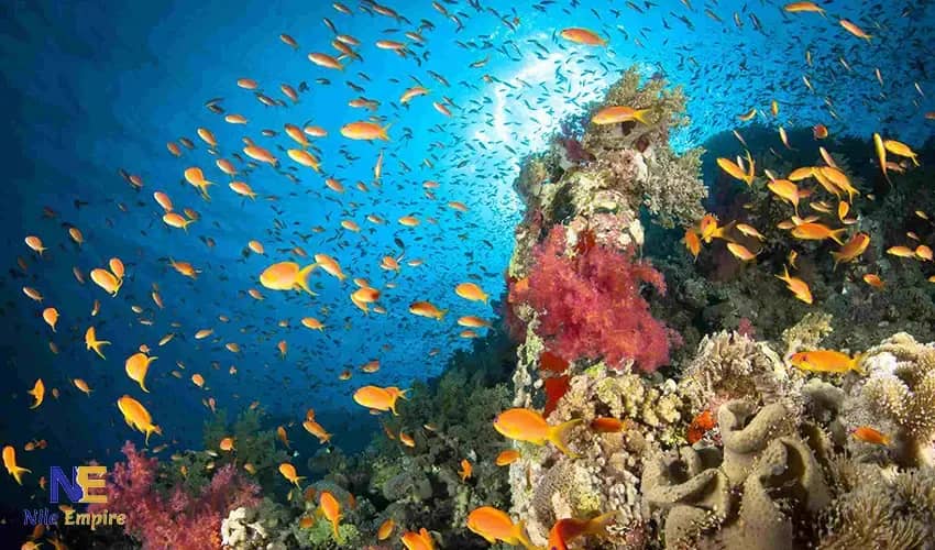 ras mohamed sharm Coral Reefs