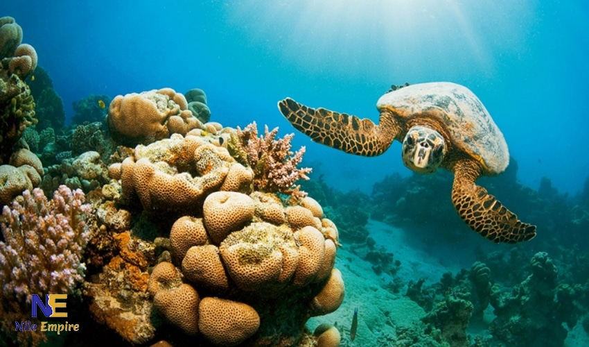 Hamata Islands Turtle