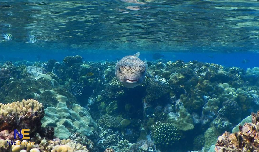 Hamata Islands Coral Reefs