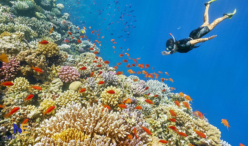 Hamata Islands Snorkelling