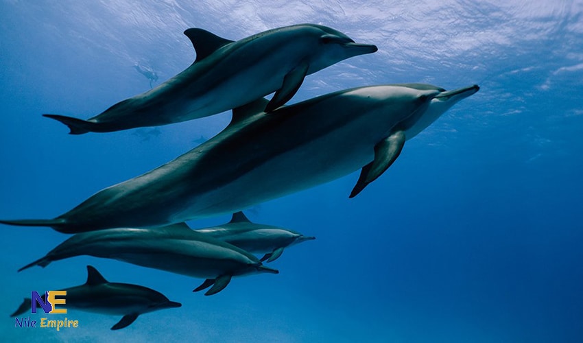 Snorkeling Trip to Satayh Dolphin Reef