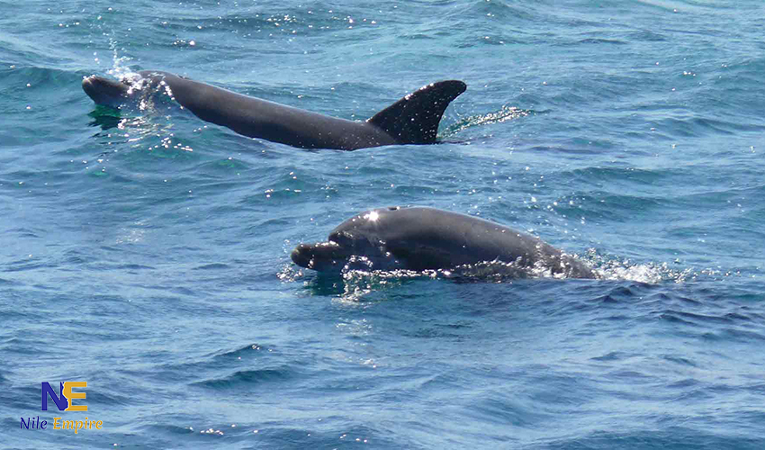 Snorkeling Trip to Satayh Dolphin Reef 11