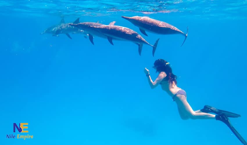 Snorkeling Trip to Satayh Dolphin Reef