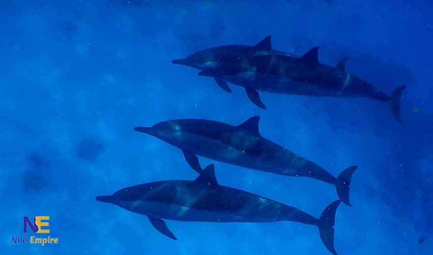 Snorkeling Trip to Satayh Dolphin Reef