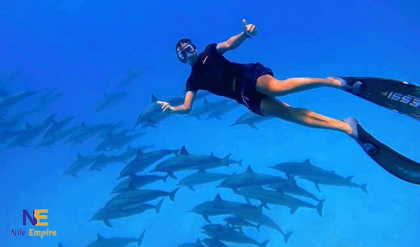 Snorkeling Trip to Satayh Dolphin Reef