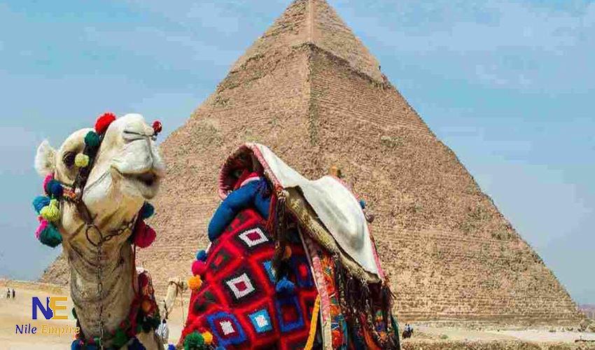 pyramids with camel 49