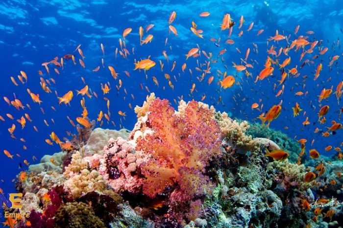 Diving Tour at Ras Mohammed National Park