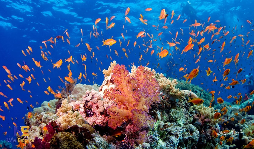ras mohamed sharm Coral Reefs