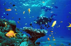 ras mohammed snorkeling day