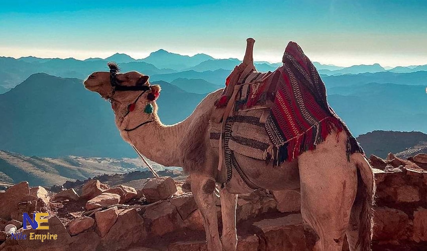 Saint Catherine Camel