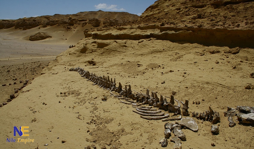 وادي الحيتان بالفيوم (7)