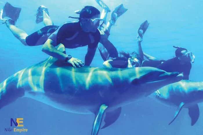 Marsa Alam Dolphins