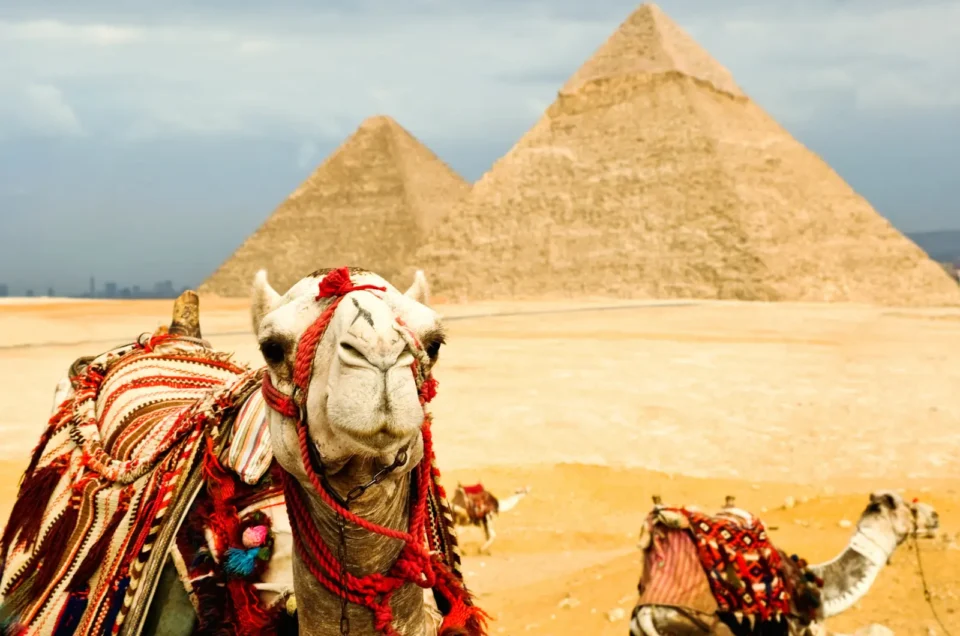 camel giza pyramids egypt desert
